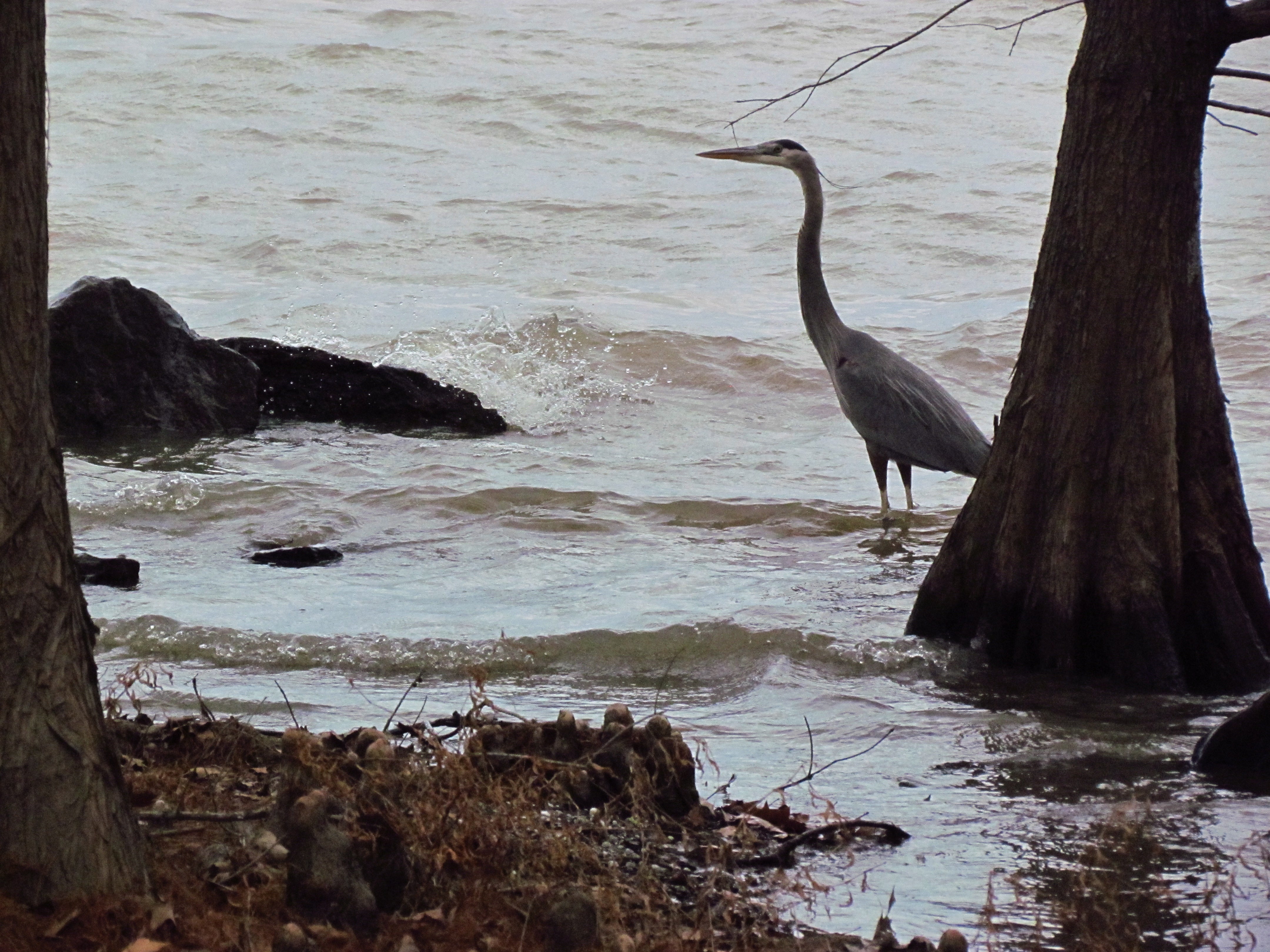 A great blue heron standing in shallow water with cypress trees on both sides of it.